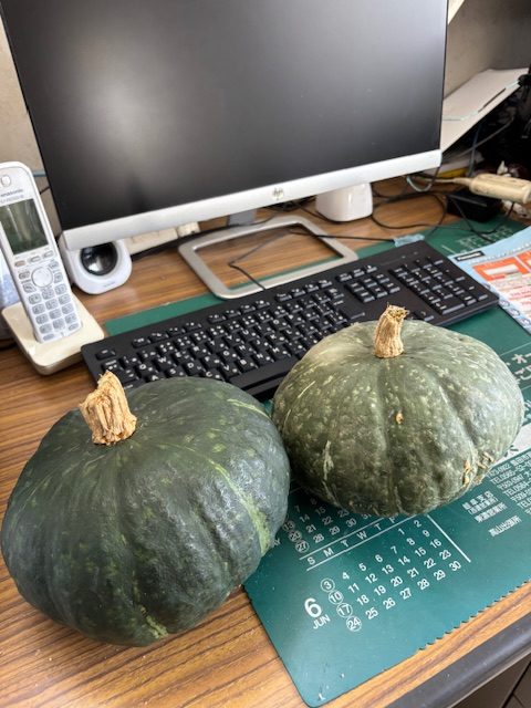 デッカイかぼちゃ頂きました