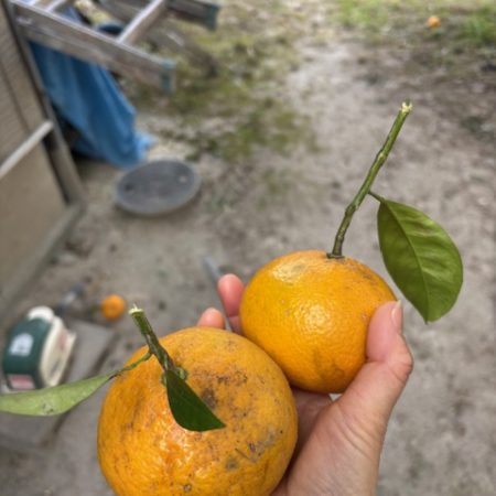 お客さまから頂きました